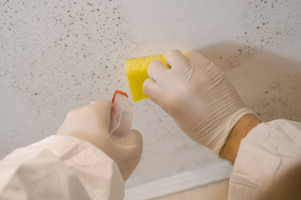 Best Environmental Consulting for Mold Prevention  in USA